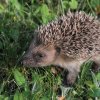 HÉRISSON JUVÉNILE. Le Choupisson. La biodiversité dans un Jardin en centre bourg. Cliché prit en fin d'après midi vers 19h. PHILIPPE BAUMY